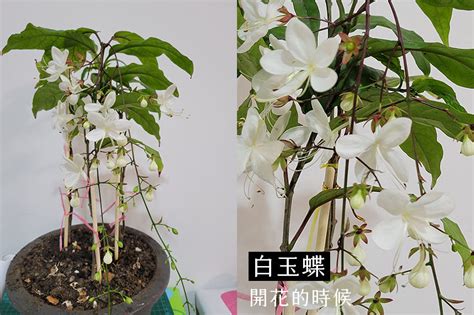 白玉蝶風水|【垂枝茉莉風水】風水秘辛！垂枝茉莉打造仙氣飄逸家居指南 – 每。